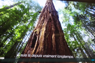 Mother Channel – www.motherchannel.com - COP21 Nature is Speaking