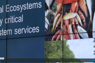 Mother Channel – www.motherchannel.com - COP21 Coastal Ecosystems