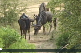 Mother Channel – www.motherchannel.com - Steve Mecinski