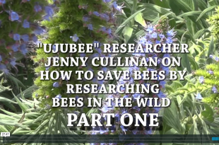 Wild Bees in South Africa Image