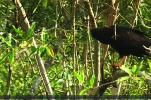 Mother Channel | COP 23 | Suriname Land of Many Colors